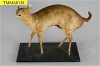 藏品(山羌)的圖片